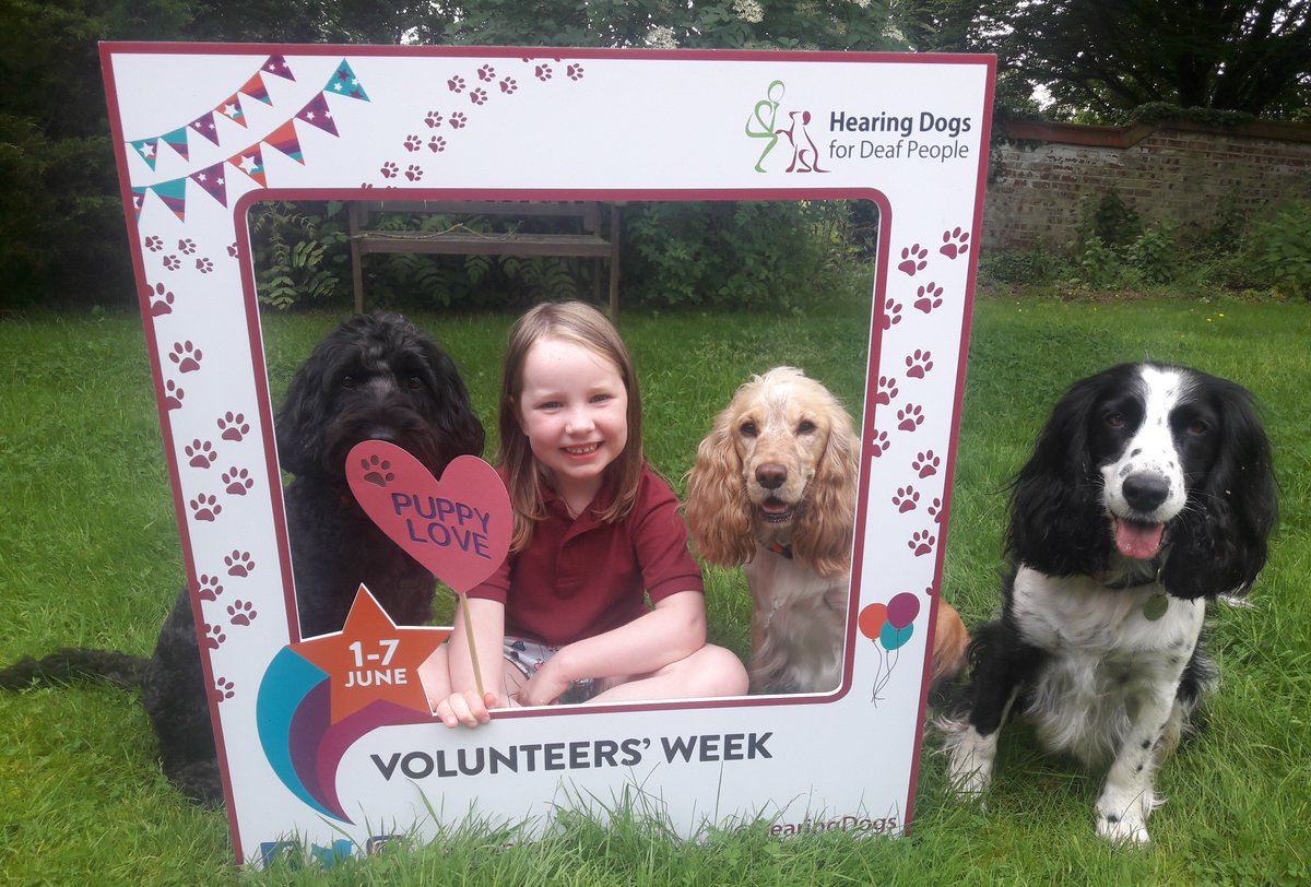 Volunteering H-Dogs tweet media