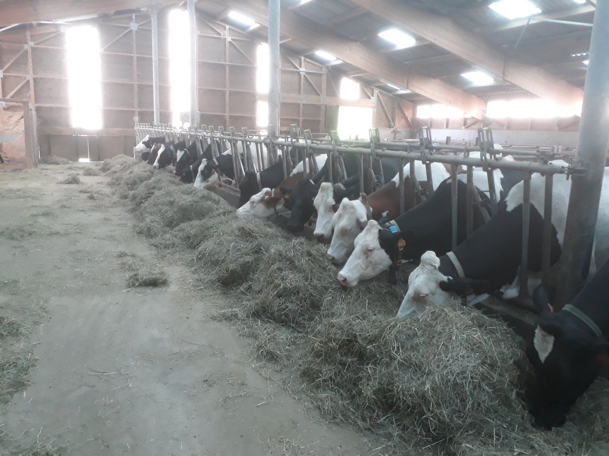 CyrilDesaga's tweet photo. Du bon lait commence par une bonne alimentation. Du bon regain de montagne. GRISETTE vous souhaite une bonne fin de journée!!! #JourneeMondialeDuLait https://t.co/bDexTDAyIA