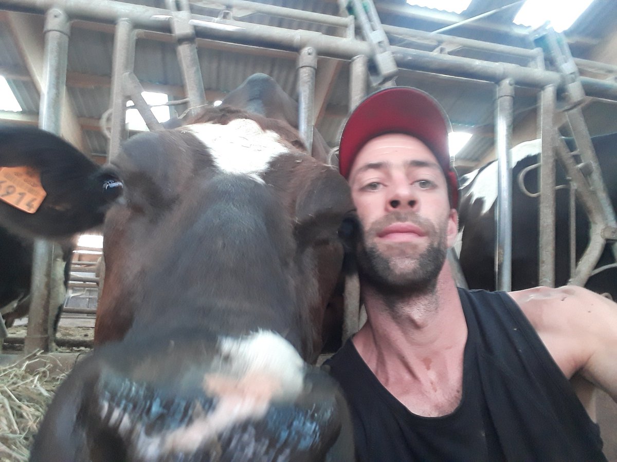 CyrilDesaga's tweet photo. Du bon lait commence par une bonne alimentation. Du bon regain de montagne. GRISETTE vous souhaite une bonne fin de journée!!! #JourneeMondialeDuLait https://t.co/bDexTDAyIA