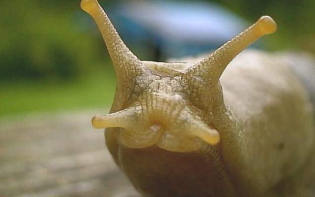 Clark Exterminating sur Twitter : "Did you know that slugs have 4 noses?  #FunFactFriday https://t.co/Ph3F5eEUmK" / Twitter