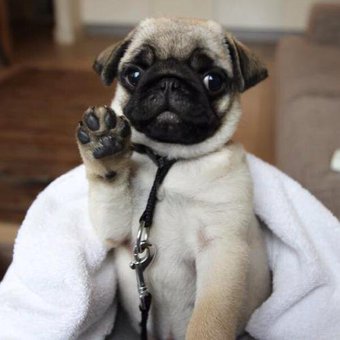 Loulou_thepug's tweet photo. raise your hand if you want a pug https://t.co/K148iynp3c