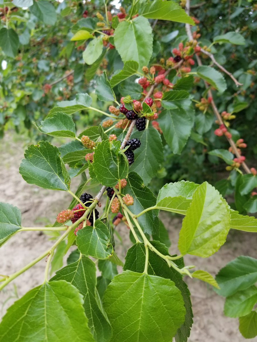 brianppetty's tweet photo. Field snack.  #stupidtree #snacktime https://t.co/LdGoFbqn7d