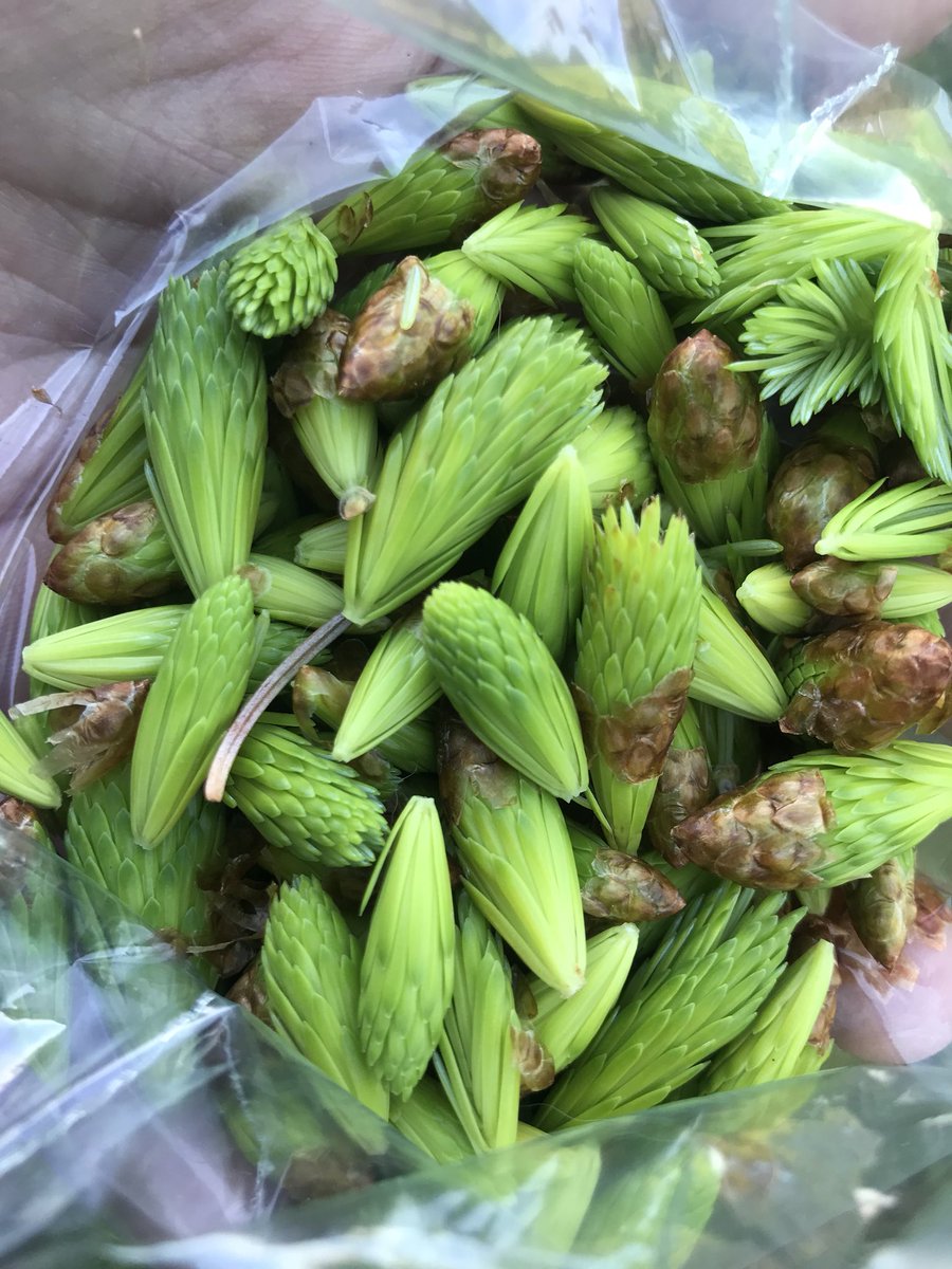 RunawayJuno's tweet image. Southeast Alaskan life #sprucetip #TravelJuneau