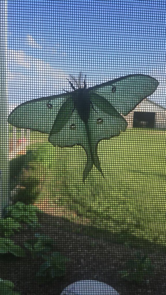 KellyRenner's tweet image. First Luna Moth sighting of 2018! #wisconsin #wibugs #prettymoths