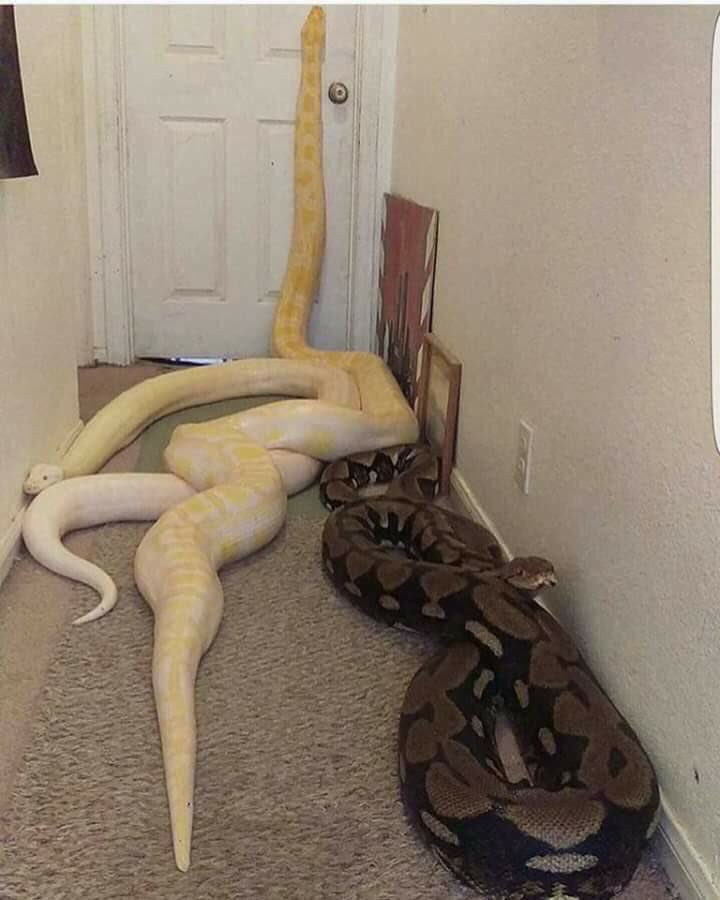 -لو قالوا لك خلف هذا الباب 3 مليون بتروح تاخذها او لا .؟ 🤔😂☝🏼
'
-