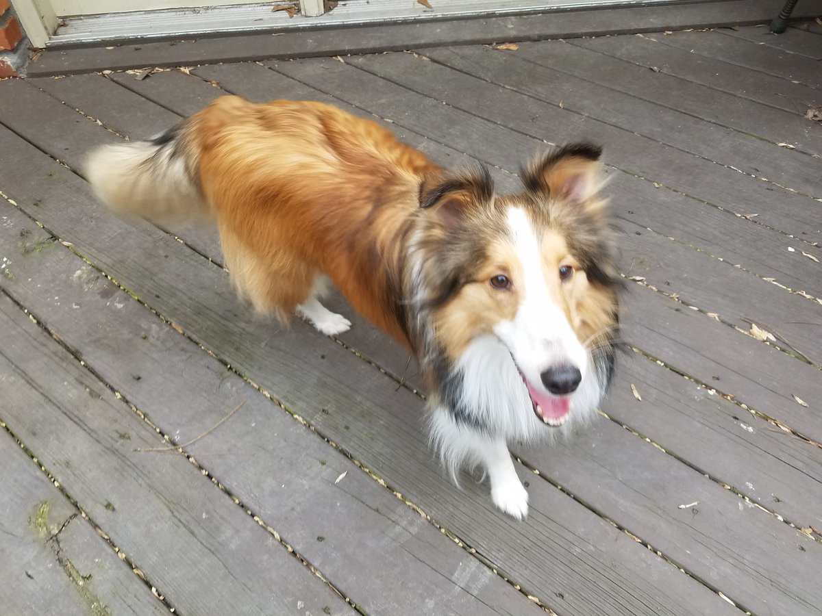 IronChariots's tweet photo. Here's the dog I'm going home to: https://t.co/UKuL8gTO1X