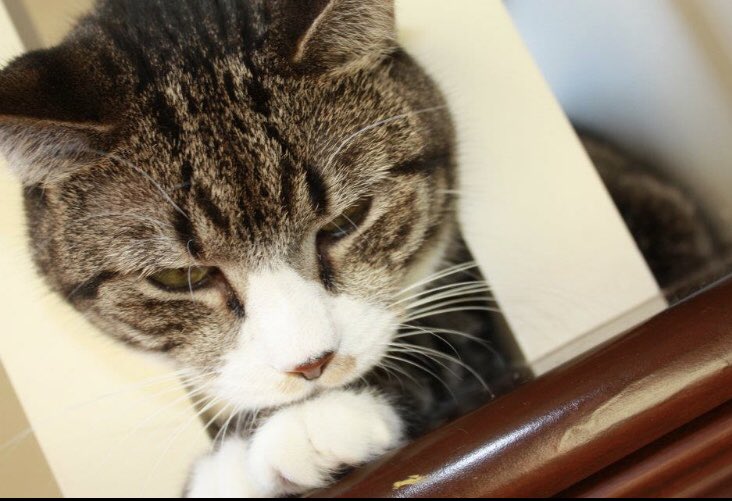 alliereddout's tweet photo. Today we said goodbye to 1/2 of the Reddout kittys. I’ll miss you forever and ever jazzie. I’m so lucky we got you for the almost 18 years we did even with diabetes for 9 of those 18 years you were always the happiest little kitty. We love you and miss you so much already❤️ https://t.co/sW6AOaFylp