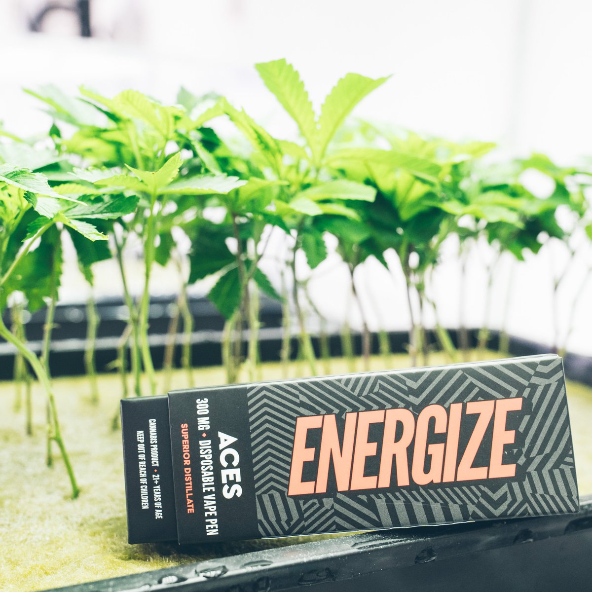 CriticalMindInc's tweet photo. Come see our work at the @HighTimesMagazine Nor Cal #CannabisCup2018. Look for the @aces_extracts tent! https://t.co/xMDgA2Lq2j