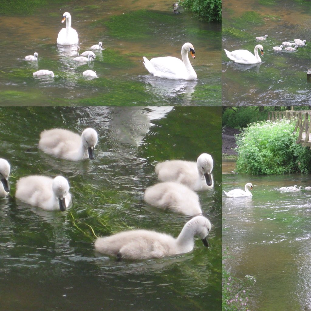 PQWindsorChairs's tweet photo. Sid & Sally with their 6 cygnets by the bridge on the Wey at Pierrepont. They like this spot and are often there feeding. They're often unmoveable from the spot, even when a horse and rider want to get through the ford apparently.
#PierrepontFarm #Swans #Cygnets #Springwatch https://t.co/a2Hprcl15J