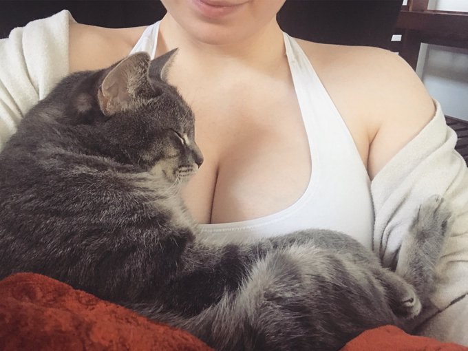 Sometimes I consider maybe rebirth is actually a thing and my cat is a former boob fetish dude who came<a href="/tag/caucusforyang"class="tags"><span>#caucusforyang</span></a>