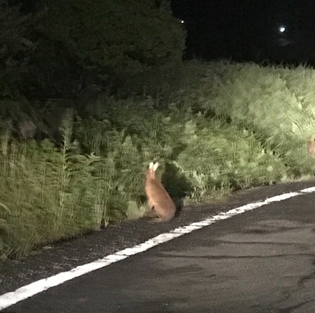 北茨城市 に住んでおります #野良うさぎ です。 実際に見る #野性 の