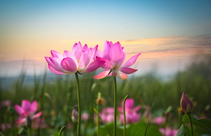 Everyone who sent in checks for the spring festival should have their checks back. Please let us know if anybody did not receive theirs back yet! We'll let you know when we're ready to plan for the fall!