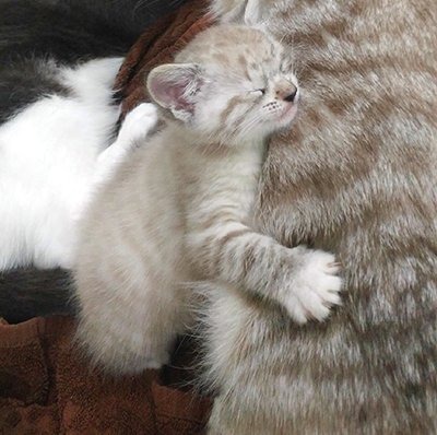 Two strangers try to save a kitten's life. A gut-wrenching yet uplifting tale. #RESCUE coveredincathair.com/content/margo-…