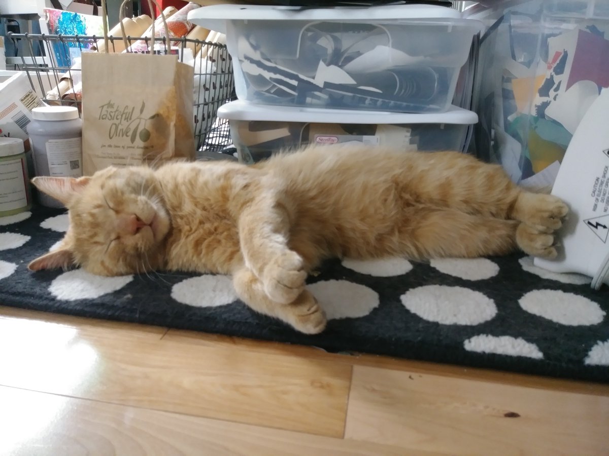 Hi, I'm Bruce and I'm looking for a forever home. I was a #TomCat and now want a long term relationship. Turn ons: singing the songs of my people, catching string, following you around during yardwork, sitting like a little man on your lap. Turn offs: loud noises, rowdy children