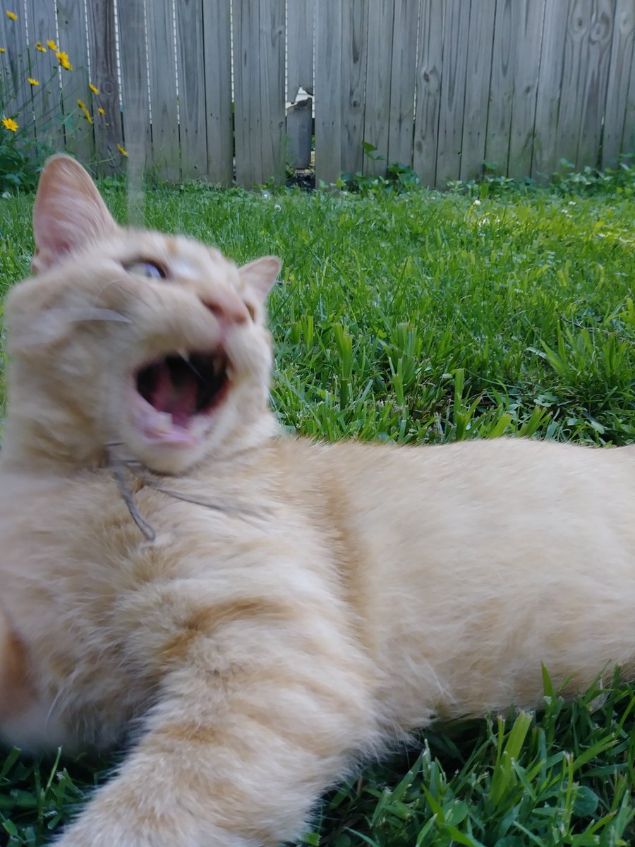 I'm Bruce and I want to love you and will protect you!  #adoptbruce #kcmo