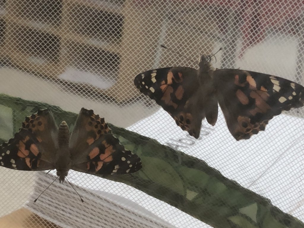 LNagyTisdale's tweet photo. Did you hear? We hatched our own MONARCH BUTTERFLIES!
Observing the lifecycle of a butterfly is such a beautiful thing!
🐛🐛🦋🦋#lifesmiracles https://t.co/0DIY2s5B0T
