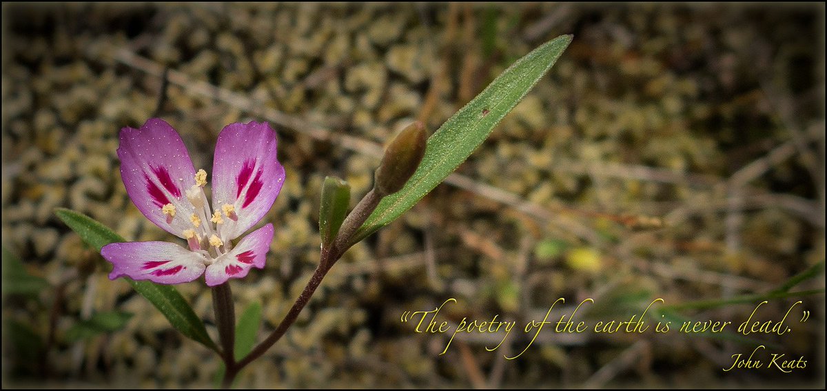 #FarewellToSpring (Clarkia amoena) are starting to appear out in the #SookeHills on southern Vancouver Island. These lovely members of the Evening Primrose family have two varieties here in BC (can you 'spot' the difference). Read all about them: goo.gl/fM3vLS