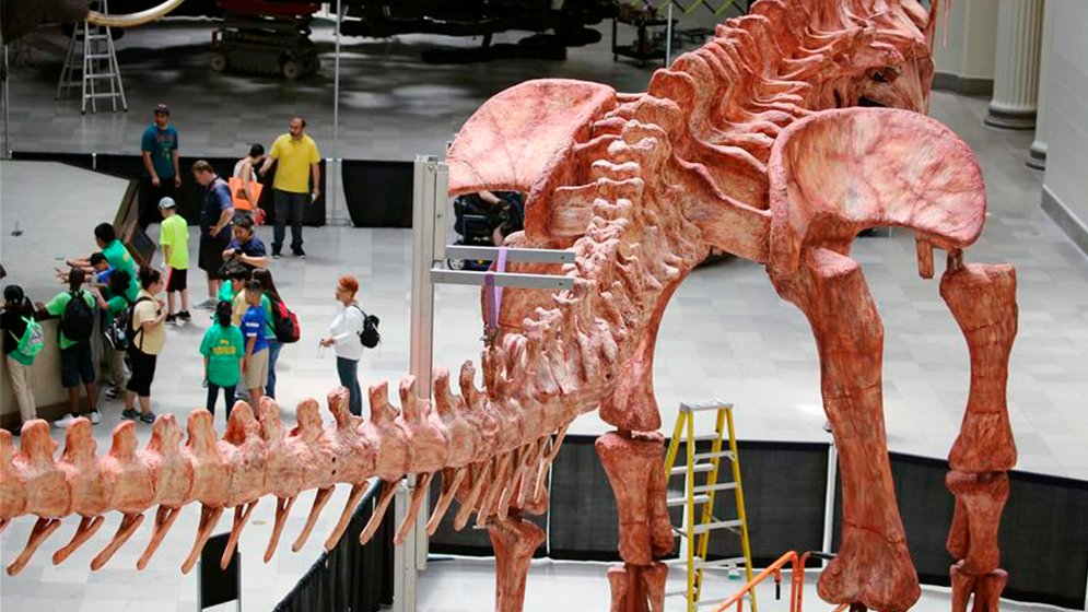 Патаготитан динозавр самый крупный. Патаготитан динозавр. Патаготитан динозавр. Патаготитан динозавр. Patagotitan mayorum.