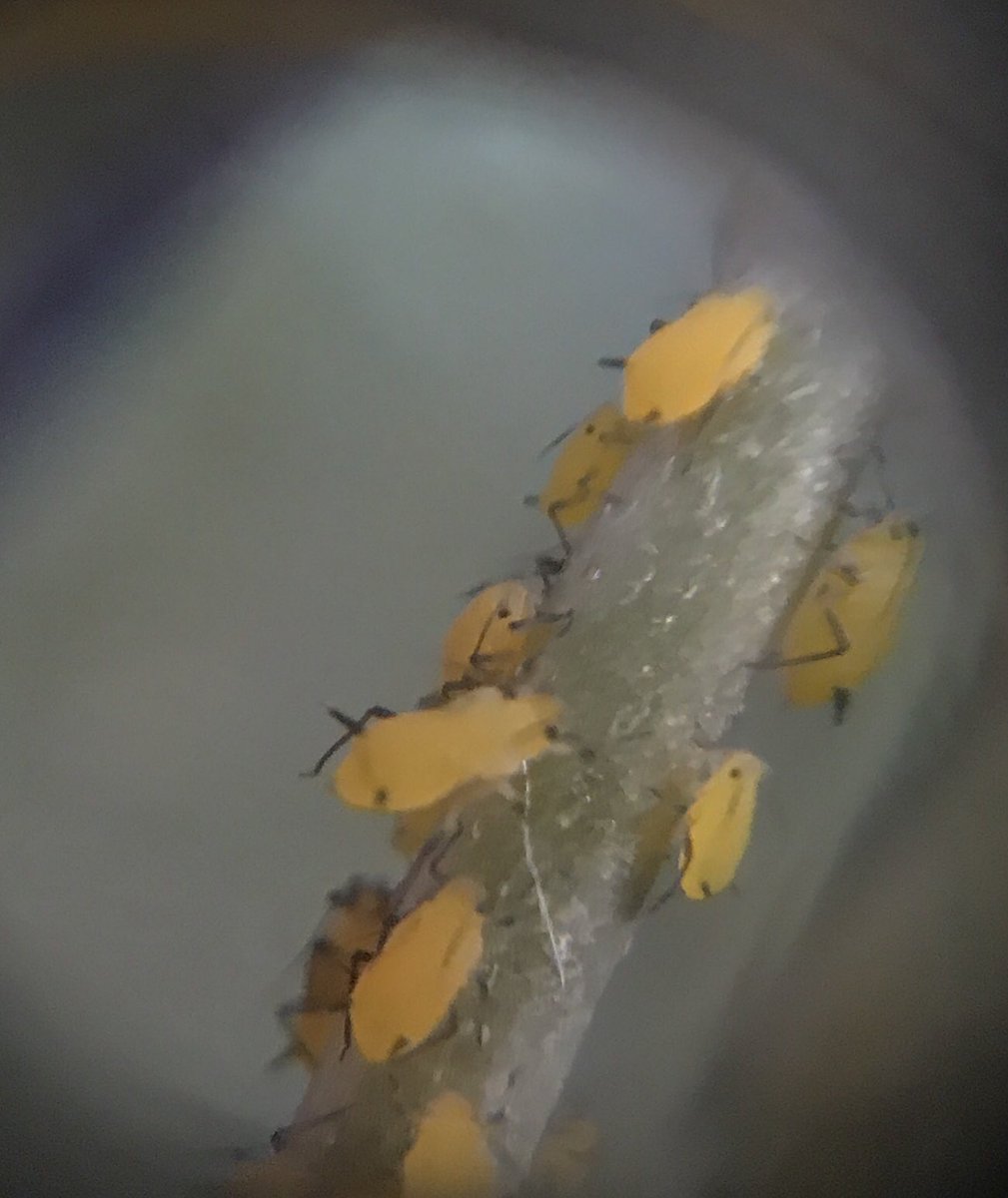 PlantMafia's tweet photo. Our baby milkweed has a large number of Oncopeltus fasciatus (milkweed bugs) - hopefully it lives through this to see better days! #Asclepiadaceae #iamabotanist #orangeinsects #handLens https://t.co/1chaZFBF2H
