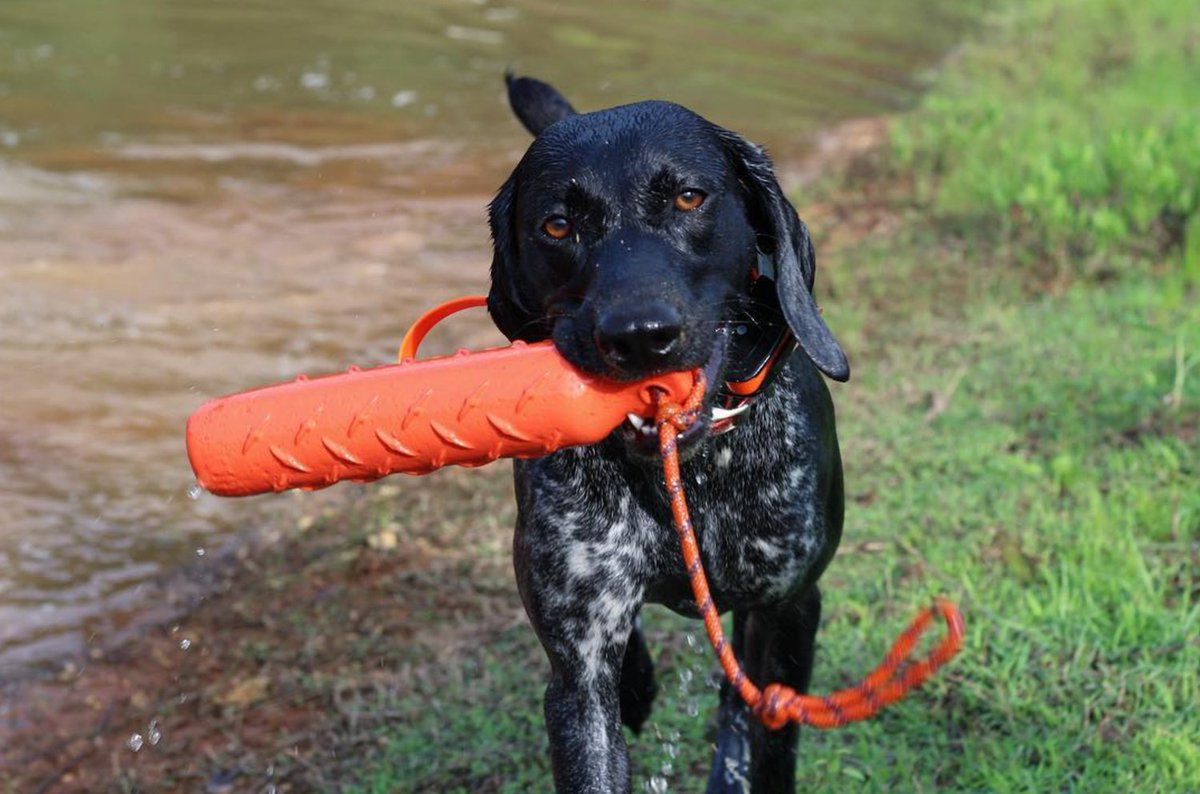 #ThatDogWill ... Take no days off. Congratulations to our May contest winner, Birdie! 🐶🏆 Tag us in your photos and use #ThatDogWill for a chance to win in June! 👉 bit.ly/2JlIchG