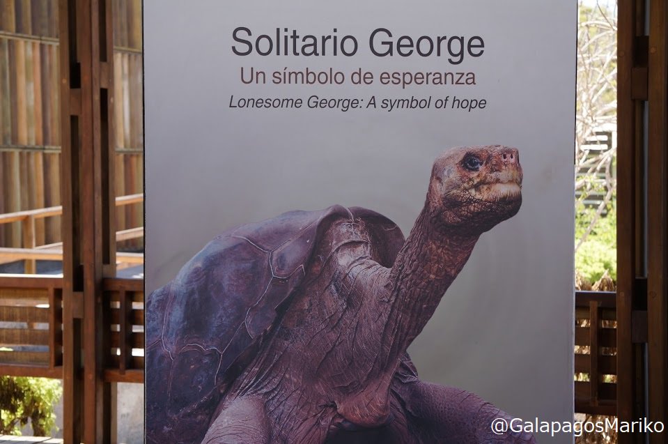 O Xrhsths 夢のガラパゴス Sto Twitter ロンサム ジョージ Lonesome George 最後の個体と考えられていたピンタ ゾウガメのジョージの剥製 17年2月からガラパゴス諸島サンタクルス島のプエルトアヨラのチャールズダーウィン研究所で公開されています T Co
