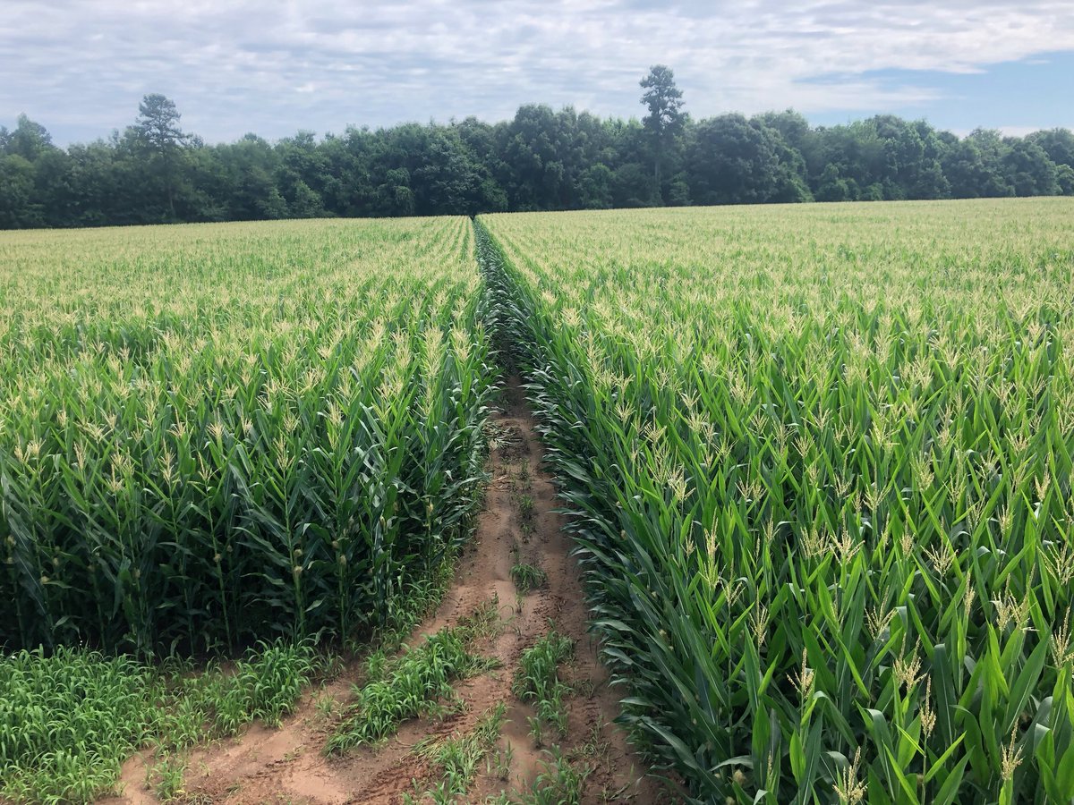 Man this 6499 is looking mighty fine in Georgia, Wow! Southern AgriBusiness Partners have got it screaming at high pops on 15 inch rows.