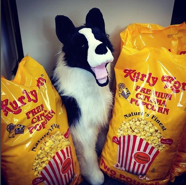 mchughpmtlib's tweet image. Merlin&apos;s guarding the popcorn in preparation for tonight&apos;s 5-Minute Flicks Teen Film Festival. #5MinuteFlicks #teenfilmmakers #mchughpiermontlibrary #piermontny #ourfirstTweet Are we doing this right?