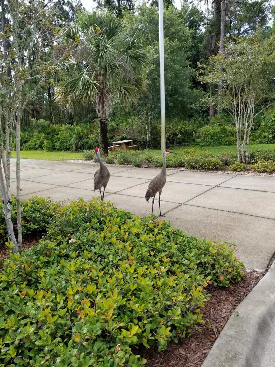 CityofNorthPort's tweet photo. Earlier this week, it was bees.  Today, it's Sandhill Cranes.  These cute little birds stopped by Public Works this morning.  They came in for a job interview, but were a little birdbrained.  However, we'll take the #FreePestControl. https://t.co/wFt44UqzXa