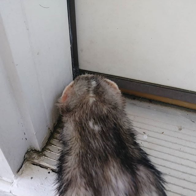 CptJackFerret's tweet photo. #rose #cutepet #cuteness #animals #aww #cute #cutest #cuteferrets #cutepic #cutenessoverload #cuteanimals #pet #picoftheday #loveferret #loveanimals https://t.co/wc6ynW55fV https://t.co/jxrdZDMeMH