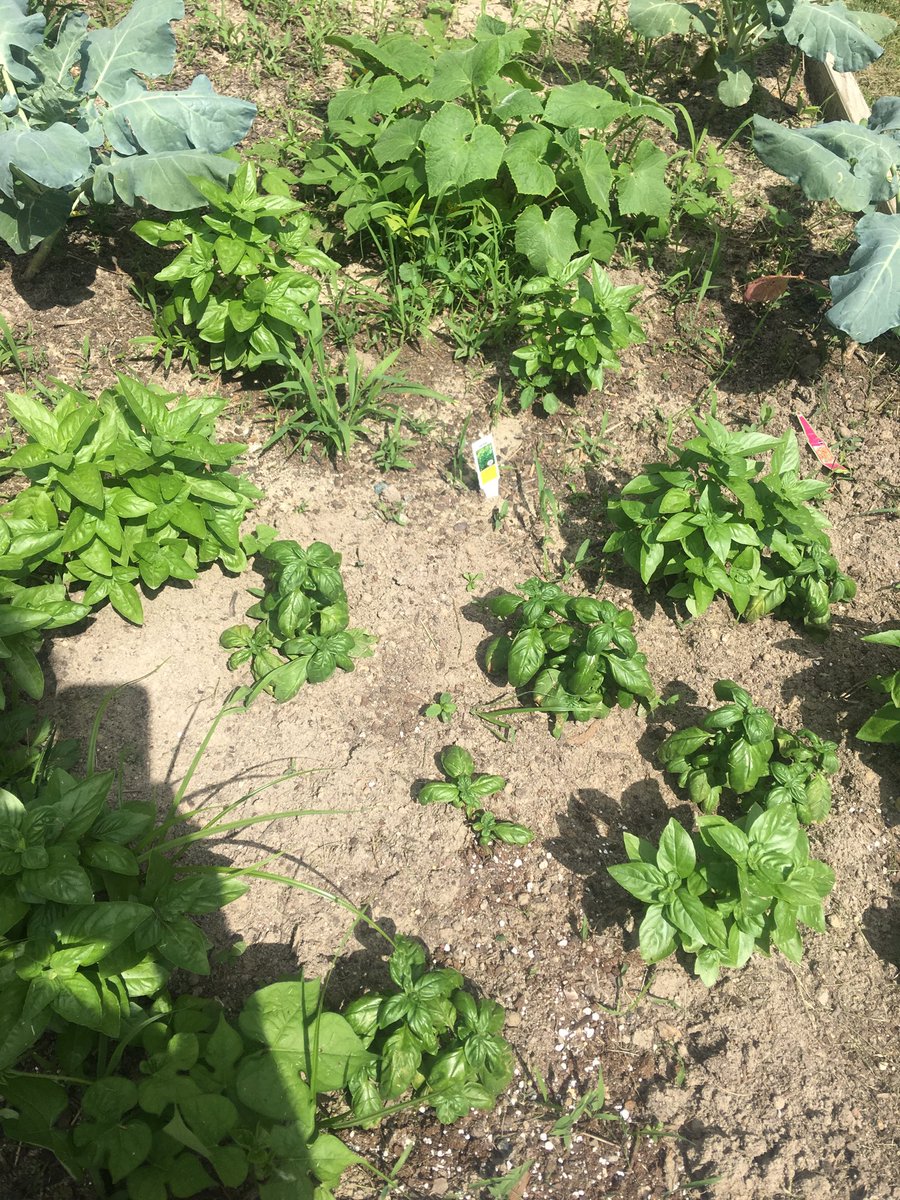 klancastergay's tweet photo. @overby_sheppard The fruit (and vegetables and herbs) of our labor are right outside our doors. #horticulture #gardening Thank you partners @RenewRichmond for hands-on learning experiences and science inquiry. We are in for a treat when we consume our home-grown products! https://t.co/fYUGrZuHln