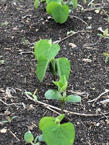 SevitaWest's tweet photo. Legend LS Solaires rocketing out of the ground in Killarney off to a great start. @Genuity_Canada @MonsantoBioAgCA #OptimizeST #CrusierMaxxVibrance https://t.co/8ZfmJ2DrDb