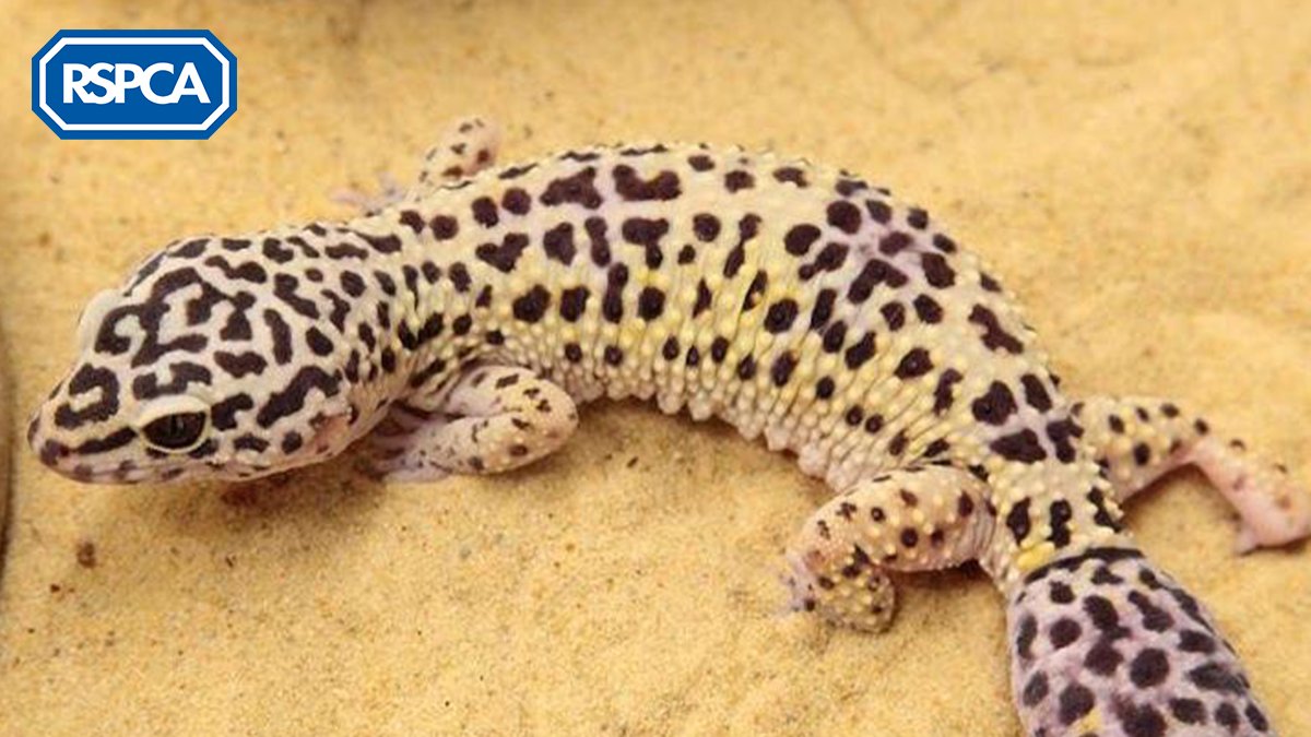 rspca leopard gecko