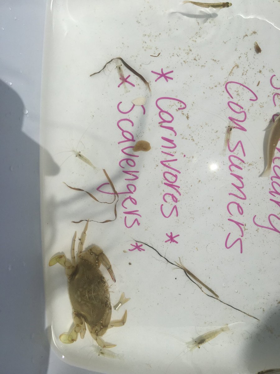 vafozzils's tweet photo. Thank you IOWEF for the SMS Stingray Ches. Bay field experience!  Students caught and classified a wide variety of organisms-big and small.  Ss took on the role of water quality chemists and walked a short nature hike...What a great day on the water!@IOWCSFoundation #iwcsSTEM https://t.co/klz2LFrF3N