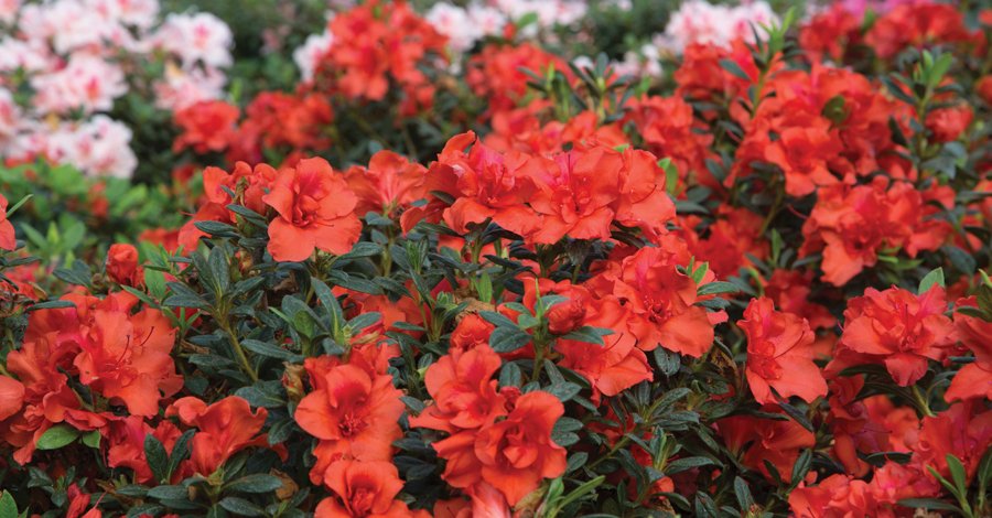 EncoreAzalea's tweet photo. #TheGardenGuy Norman Winter explores the #dwarfvarieties of #EncoreAzalea. https://t.co/UitQ52mkHa https://t.co/PHiFX1xEAu