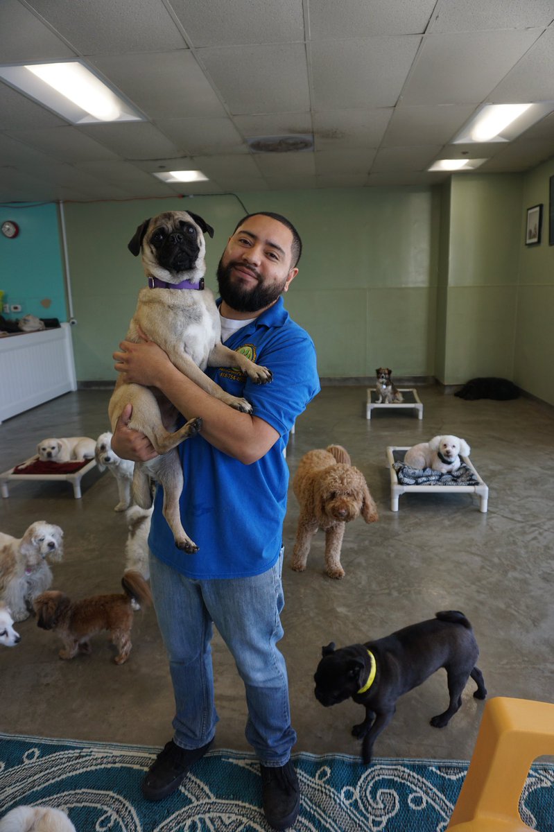 Obi-Wan and Keith have become best friends this week! #bff #hangingoutatsams #boarding #dogdaycare #sgp #samsgreenpaw #pug #pugsofinstagram #instadog