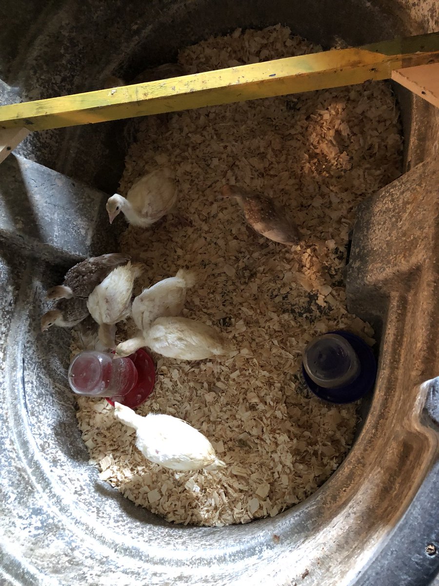 MrsNies's tweet photo. Shehawken Farms grew again. Five Bourbon Red and five Royal Palm turkeys!!! #gobblegobble #farmlife #anewproject @domanifarm https://t.co/LH5Oi4QCfg