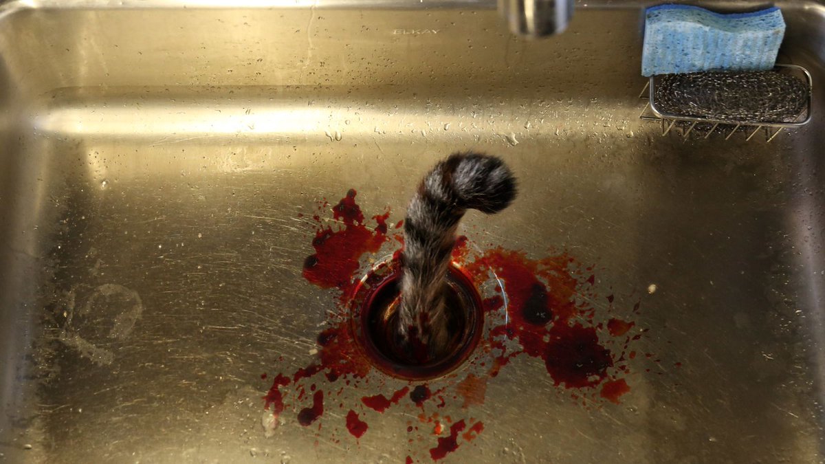 TheOnion's tweet image. Dying Cat Mercifully Put Down Garbage Disposal trib.al/puvCpv9