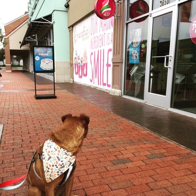 SpotsylvaniaTC's tweet photo. Clarice enjoyed her walk around the village. She stopped by @MyMenchies for some smiles!! Adoptable @fredspca #fredspca #dogadoption #villagepetoftheweek https://t.co/urJTzSoq0D