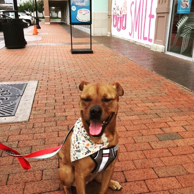 SpotsylvaniaTC's tweet photo. Clarice enjoyed her walk around the village. She stopped by @MyMenchies for some smiles!! Adoptable @fredspca #fredspca #dogadoption #villagepetoftheweek https://t.co/urJTzSoq0D