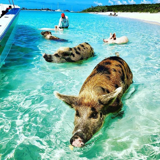 PigsofParadise's tweet photo. Lets all get this weekend Started!! .
📸 : @ms_dreamvacations / IG
.
.
.
.
#swimmingpigs #tgif #pigsofparadise #exumadream #exuma #pigbeach #bigmajorcay #pigs #theswimmingpigs #bahamas #pigsofparadisethebook #goodreads #itsbetterinthebahamas #itsbetterinexuma #pigsofinstagra… https://t.co/2bnIXdFuZ6