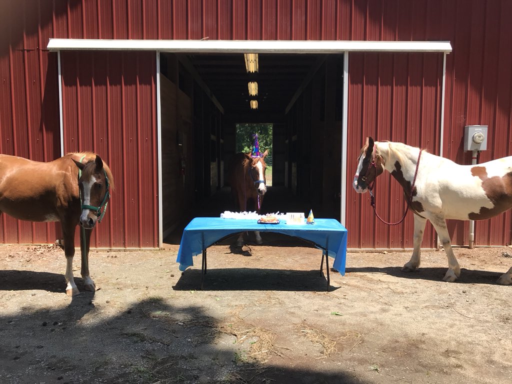 mikenzly's tweet image. What better way is there to spend the last day of high school than throwing a horse retirement party?