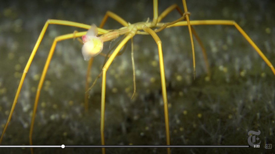 MBARI_News's tweet photo. How Sea Spiders Breathe Without Lungs
https://t.co/j4GfMumsXS @NYTScience #ScienceTake
Teachers! Check out these #teaching activities https://t.co/N0nf2oYj2h #scied https://t.co/zjoWW9HWRF