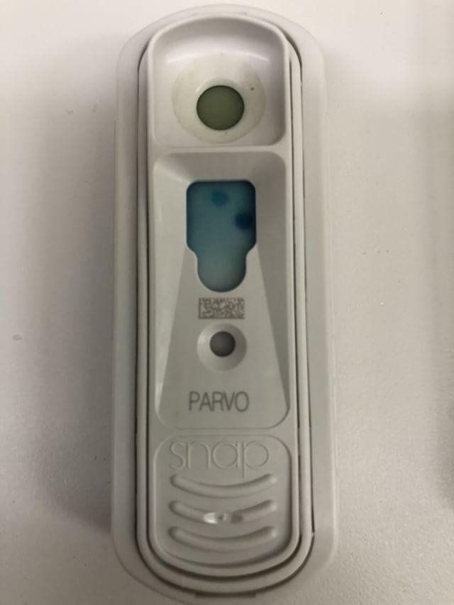 parvo test positive