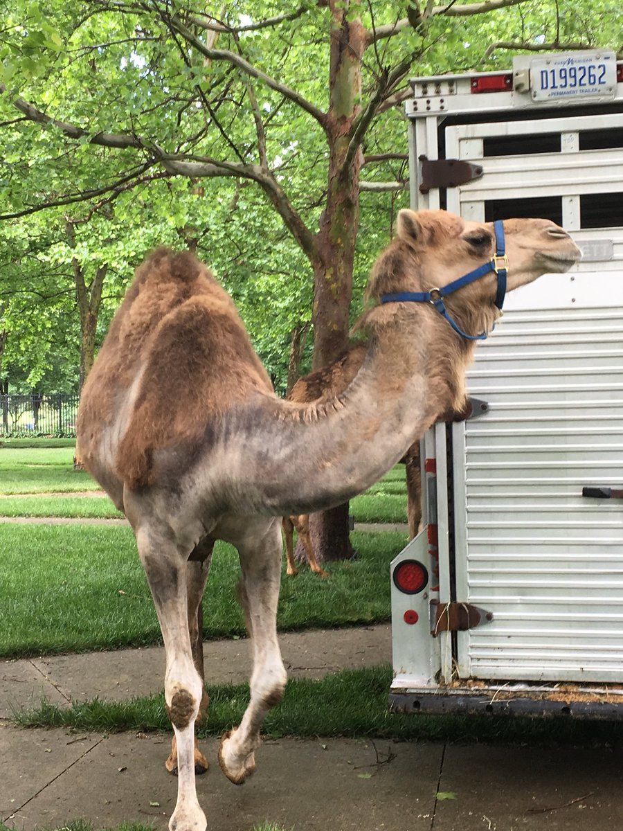 ArabFestFW's tweet photo. Shane’s Camels are here and are ready to meet you this weekend at Arab Fest. #arabfestfw2018 #arabfestfw #arabfest2018 #arabfest #camels https://t.co/ugPPdtPinr