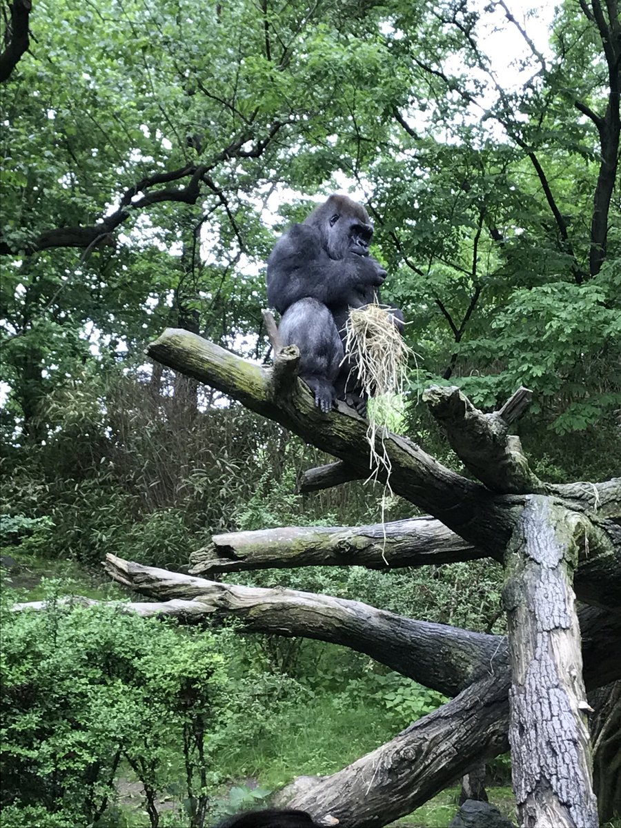 CGFirstGrade's tweet photo. Great day at the Bronx Zoo! 🐯🐻🐵🦁🐧 https://t.co/JpuLb9jNoz