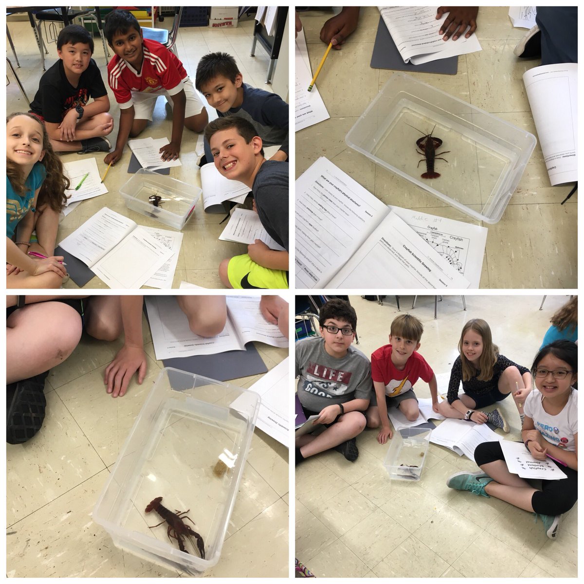 Wyoming Elementary (@wyomingelem) on Twitter photo 4th grade students are excited to learn about crayfish during science class! <a href="/millburnschools/">Millburn Schools</a> 4th grade students are excited to learn about crayfish during science class! <a href="/millburnschools/">Millburn Schools</a>