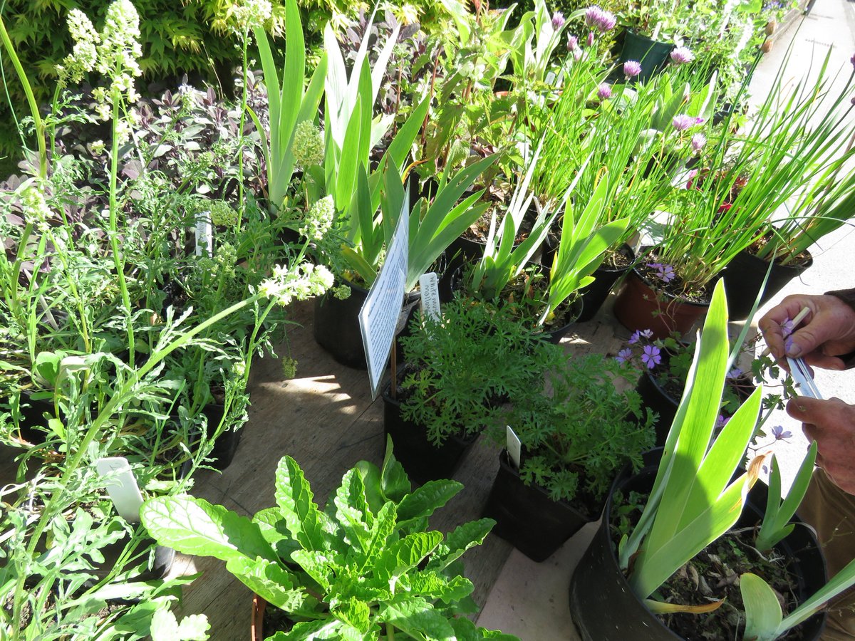 B_Strawbridge's tweet photo. We're doing a little plant stall tomorrow (Saturday) morning. Opposite Trinity churchyard, Bimport, #Shaftesbury. All grown organically with lots of love... and perfect for #pollinators. 9am - 1pm https://t.co/4OTADKyJeh