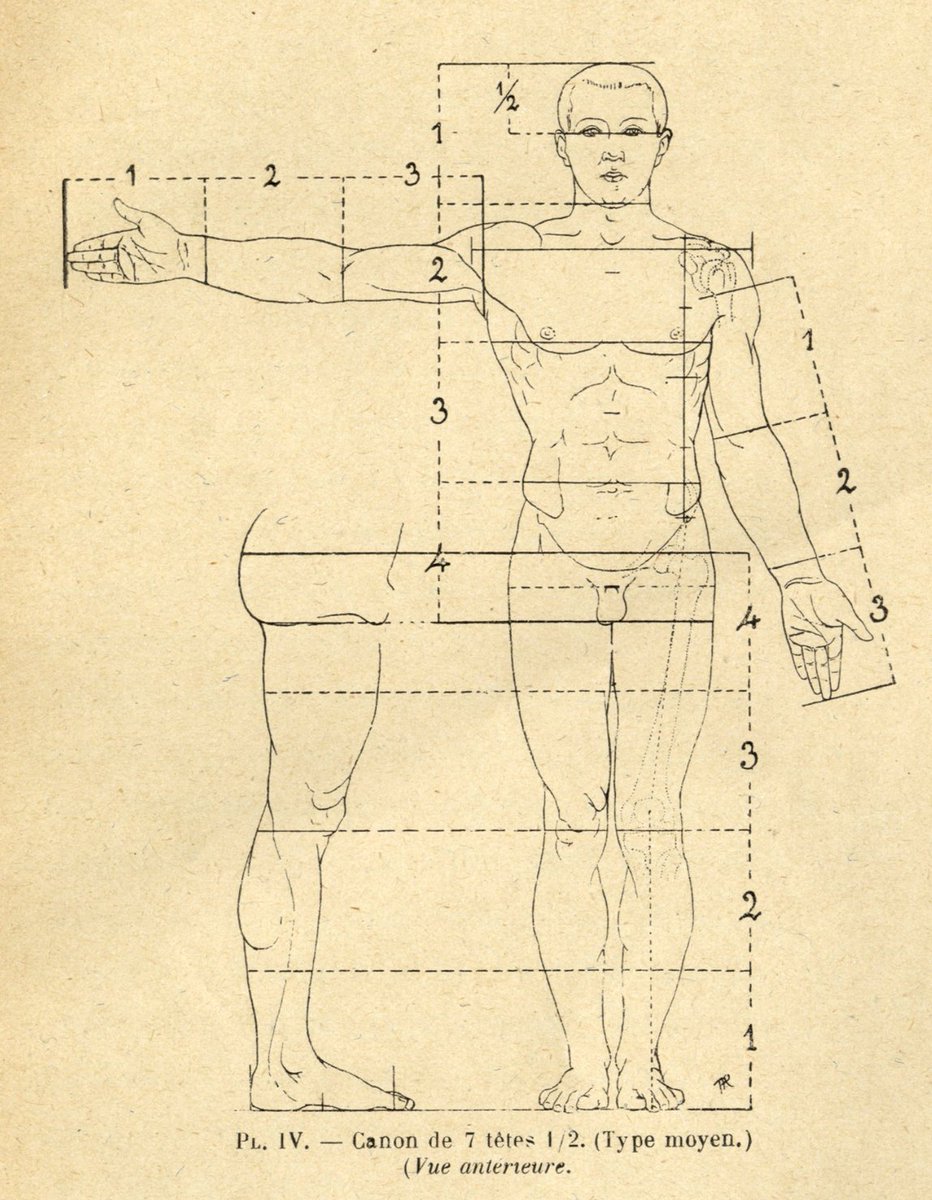 美術領域では、人体のサイズを把握するためや、理想体型を導き出すためにプロポーションを用いる。主に8頭身と7.5頭身があり、前者は古典作品に見いだせることから英雄体型と呼ばれ、後者はマーシャルやリシェといった医師らが提唱した平均体型。理想体型なので実際にはどちらの体型も希な存在。 