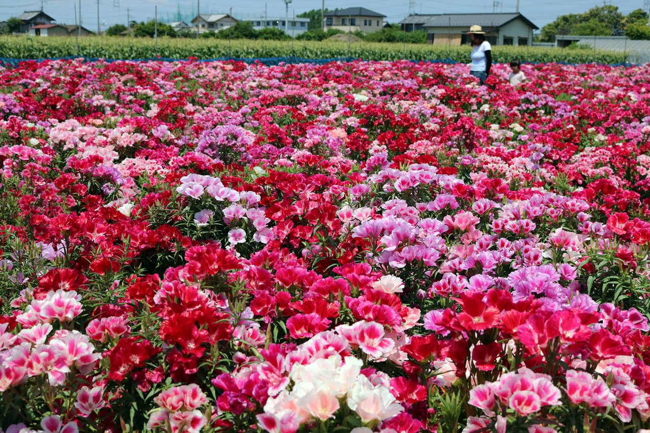 あき ゆっくりマイペースで デゴチアの花 T Co Wzevus8hlt Twitter
