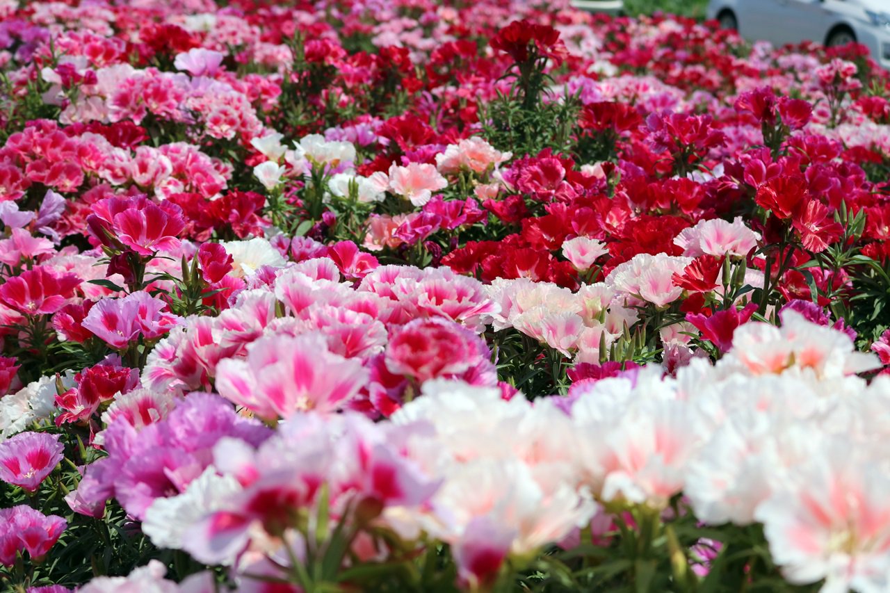 あき ゆっくりマイペースで デゴチアの花 T Co Wzevus8hlt Twitter